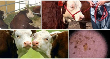 Původce a příznaky eimeriózy u skotu, léčba a prevence